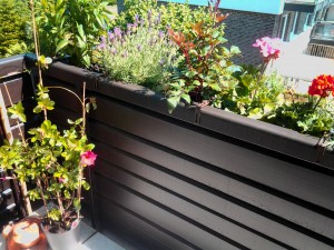 Balkon Bepflanzung